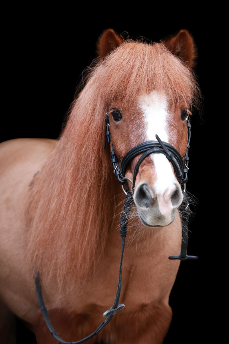 Jojo, Geschlecht: Wallach, Rasse: Shetland Pony, Geboren: 2008, Ausbildung: Longen- und Ponystunden